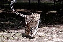 Persian leopard 1.jpg