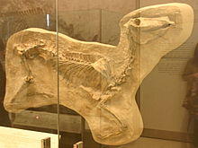 Protohippus simus.jpg