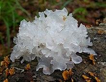 Tremella fuciformis 337510.jpg
