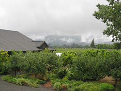 Frogs Leap Vineyard.jpg