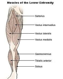 Illu lower extremity muscles.jpg