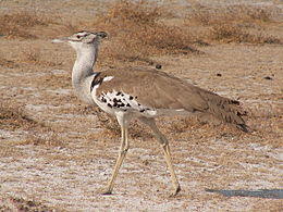 Ardeotis kori Etosha.JPG