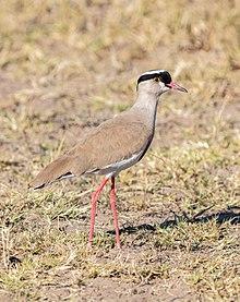 Avefría coronada (Vanellus coronatus), Santuario de Rinocerontes Khama, Botsuana, 2018-08-02, DD 22.jpg