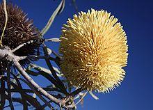 Banksia lindleyana 2v2.jpg