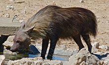 Brown Hyena (Parahyaena brunnea) (6472926331).jpg