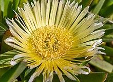 Carpobrotus edulis on the sand dunes of Waimairi Beach, Christchurch, New Zealand 05.jpg