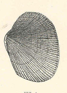 FMIB 44241 Paphia staminea, ripped-carpet shell, hard-shelled clam.jpeg