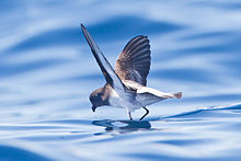 Garrodia nereis 2 - SE Tasmania.jpg