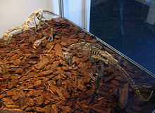 Gasparinisaura.jpg