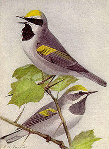 Golden-winged Warbler NGM-v31-p308-C.jpg