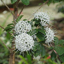 IMG 7190-Pavetta capensis.JPG