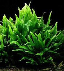 Microsorum pteropus.jpg