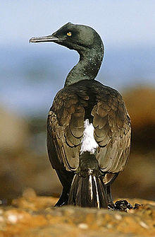 Phalacrocoraxneglectus.jpg