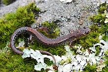 Plethodon sherando Augusta County, Virginia.jpg
