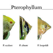 Pterophyllum.jpg