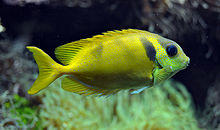 Siganus corallinus Brest.jpg