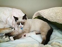 Snowshoe Siamese Kitten.jpg