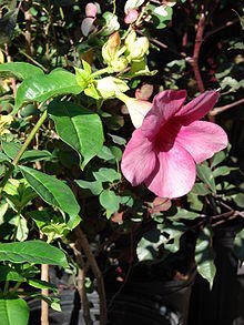 Starr 080103-1231 Allamanda blanchetii.jpg