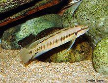 Telmato-vittat-congo0.1 (1).jpg