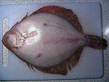 Turbot-de-sable-dessous.jpg