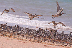 Flock of birds on a beach