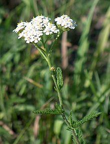 Achillea millefolium.jpg