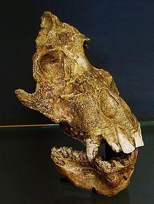 Afropithecus turkanensis 16-18 maf kenya.JPG