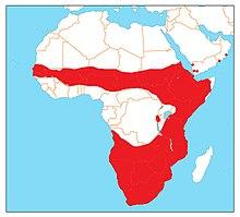 Burhinus capensis range.jpg