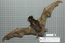 Naturalis Biodiversity Center - RMNH.MAM.35852.b dor - Eumops auripendulus auripendulus - skin.jpeg