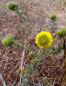 Santa cruz tarplant.jpg