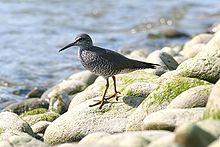 Wandering Tattler.jpg