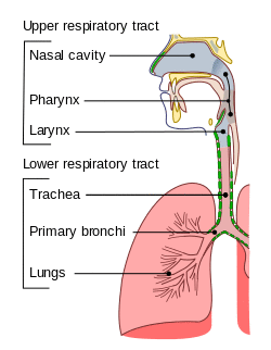 Illu conducting passages.svg