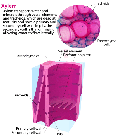 Cross section of some xylem cells