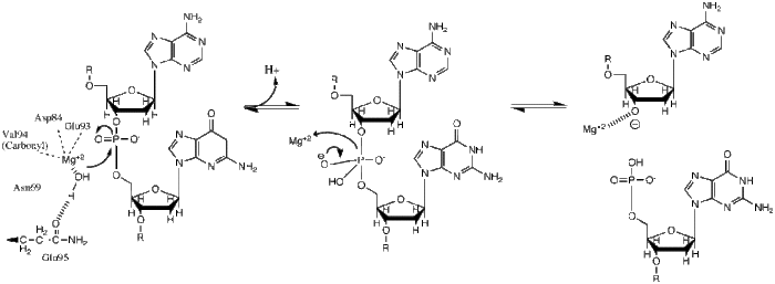 BglII mechanism