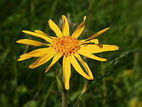 Arnica montana (flower head).jpg