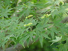 Acer palmatum0.jpg