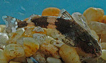 Batasio fasciolatus.jpg