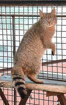 Chinese Mountain Cat (Felis Bieti) in XiNing Wild Zoo.jpg