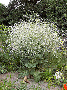 Crambe cordifolia plant.jpg