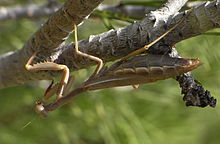 Iris oratoria Gruissan.jpg
