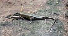 Trachylepis maculilabris mating.jpg
