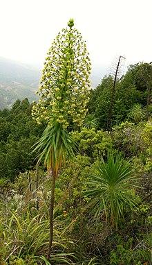 Wilkesia gymnoxiphium2.jpg