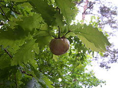 BiorhizaPallida 1 140512.JPG