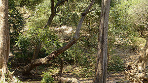 Nallamalla forests at Srisailam.jpg