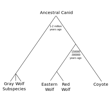 Wolf-evolution.svg