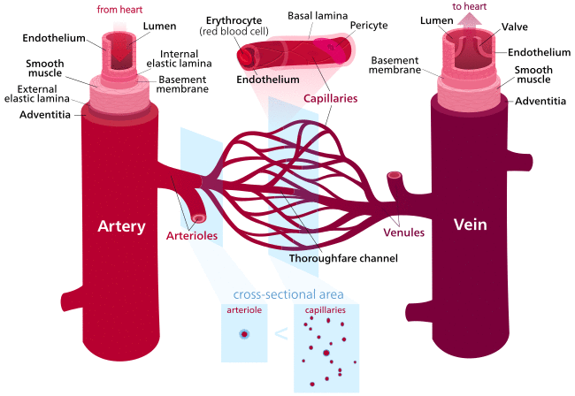 Diagram of blood vessel structures