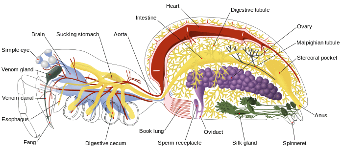 Spider internal anatomy-en.svg