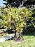 Beaucarnea recurvata - Val Rahmeh - DSC04417.JPG