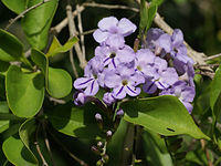 Duranta erecta (inflorescense).jpg