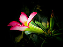 Adenium .jpg